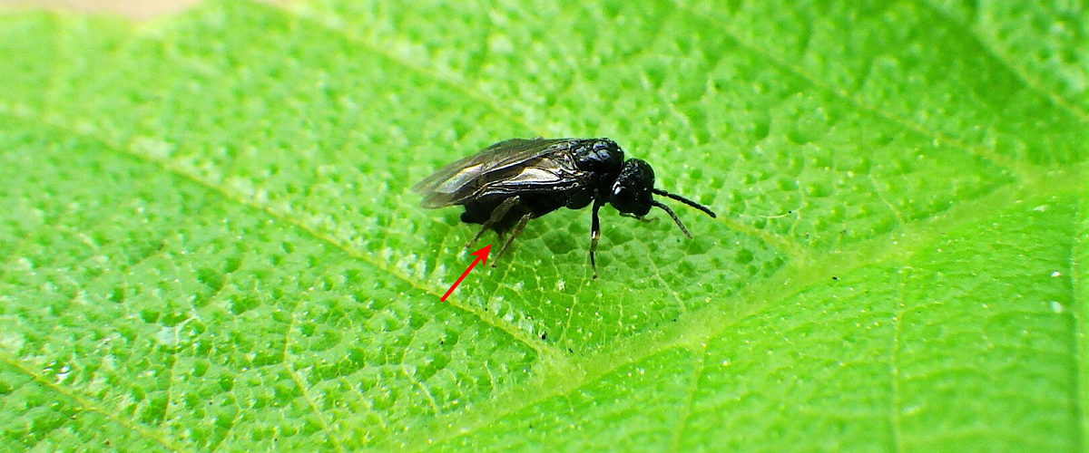 A small black sawfly sitting atop a bright, green leaf. A small red arrow points to the sawfly's ovipositor - a small. blade-like appendage at the fly's rear end
