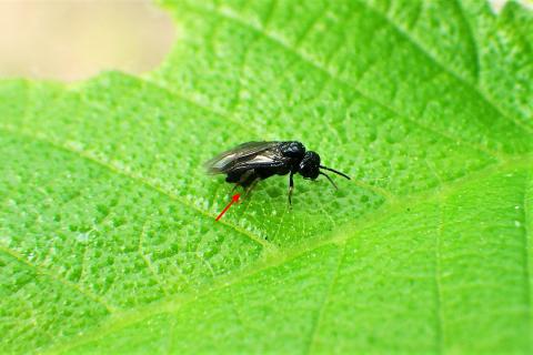 A small black sawfly sitting atop a bright, green leaf. A small red arrow points to the sawfly's ovipositor - a small. blade-like appendage at the fly's rear end