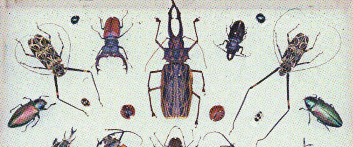 photo of a sample of specimens from the collection