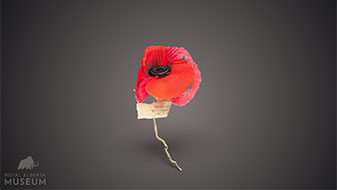 photo of a poppy