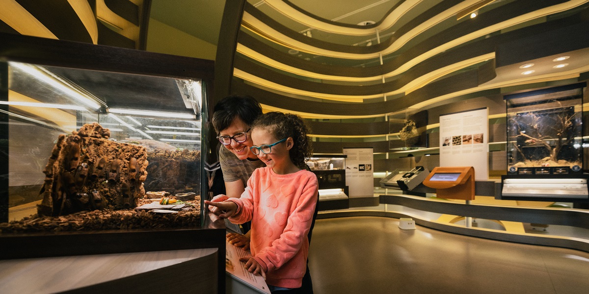 A woman and child look into a tank in the Bug Gallery. The room around them is hive-shaped, with warm lights and insect tanks in the background.
