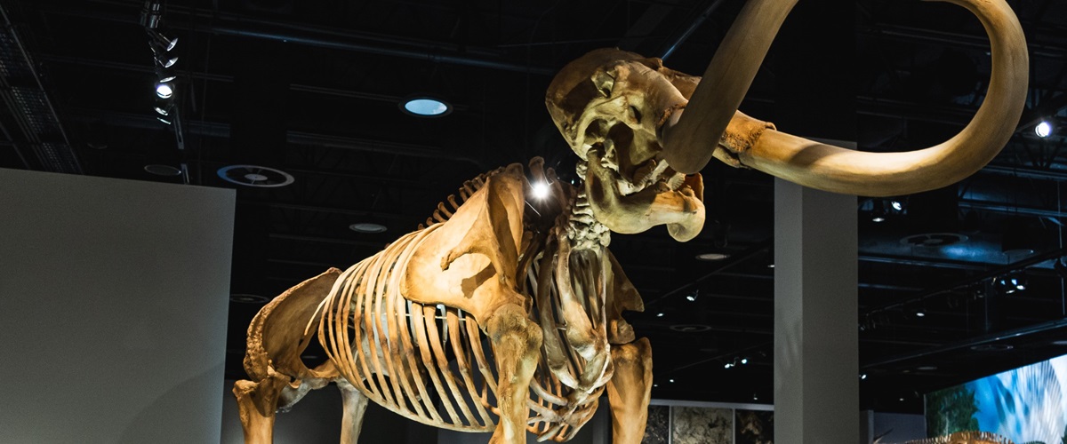 A photo from the shoulders up of a mammoth skeleton standing in the RAM Natural History Hall