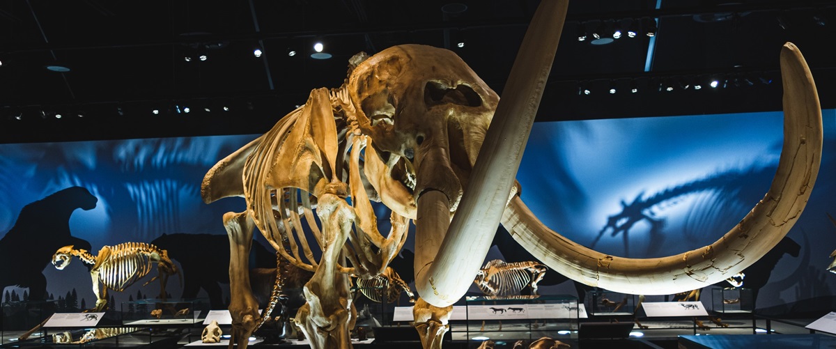 A photo of the mastodon skeleton cast on display in the RAM Natural History Hall. His large tusks point toward the camera.