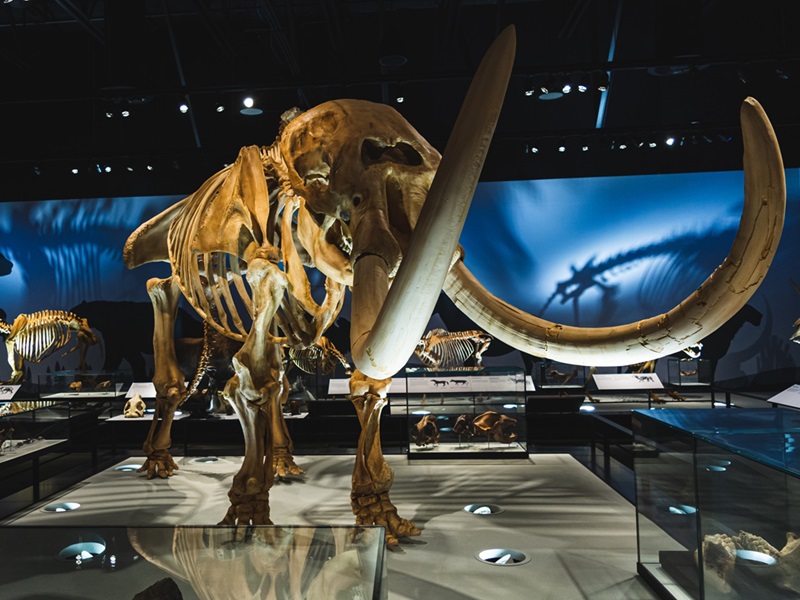A photo of the mastodon skeleton cast on display in RAM's Natural History Hall. The cast resembles the shape of an elephant, with large tusks pointing toward the camera