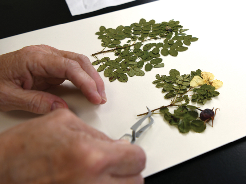 pressing a plant on paper