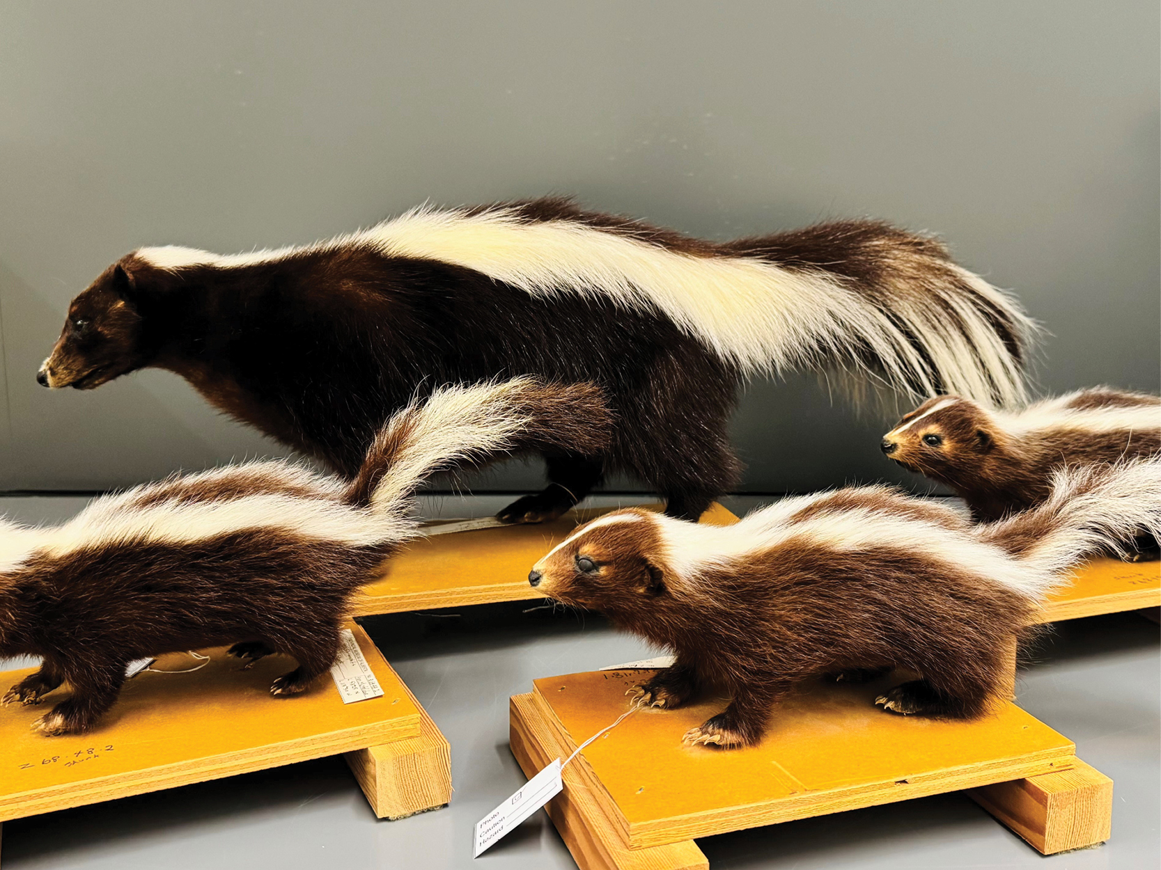 Three taxidermied skunks stand atop orange wood stands. In the back is a larger adult skunk, int he foreground are two smaller juvenile skunks