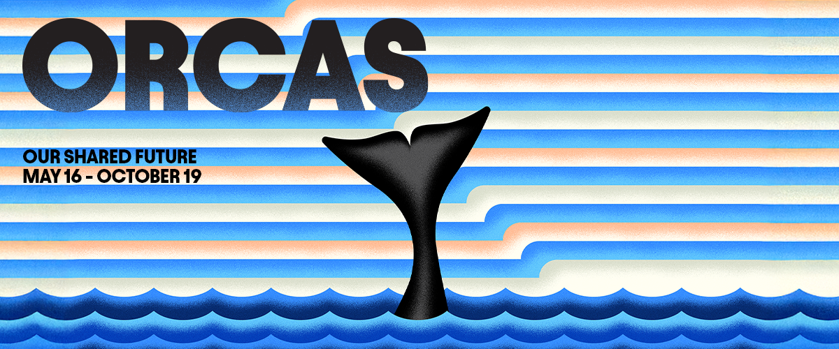 An illustrated image of a whale tail sticking above the water. The words Orcas: Our Shared Future, May 16-October 19 are to the left of the tail