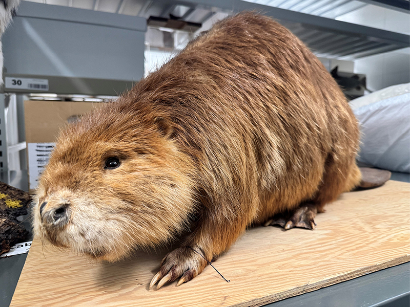 A taxidermied beaver