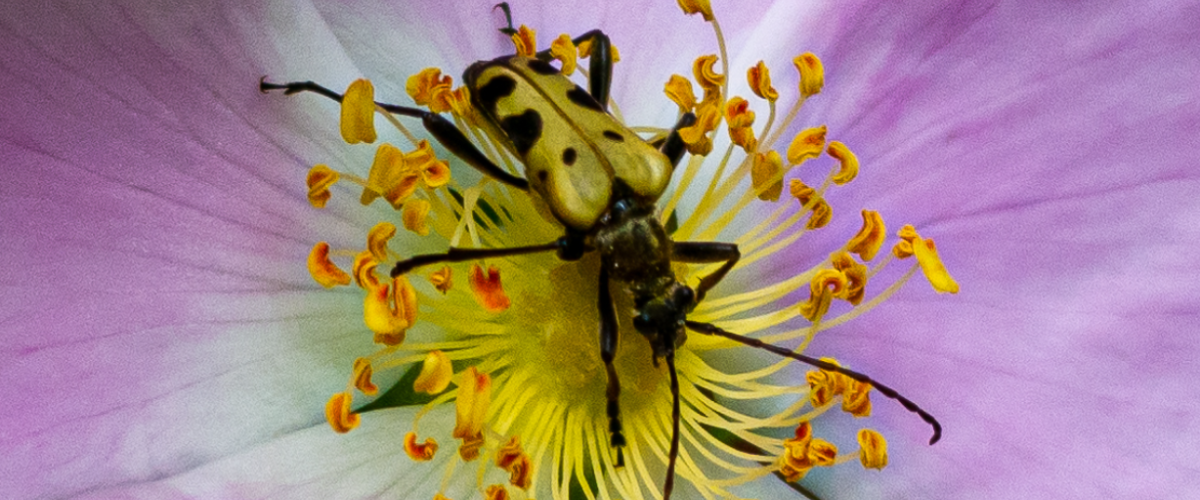 Beetle Blog - Flower Longhorn Beetle