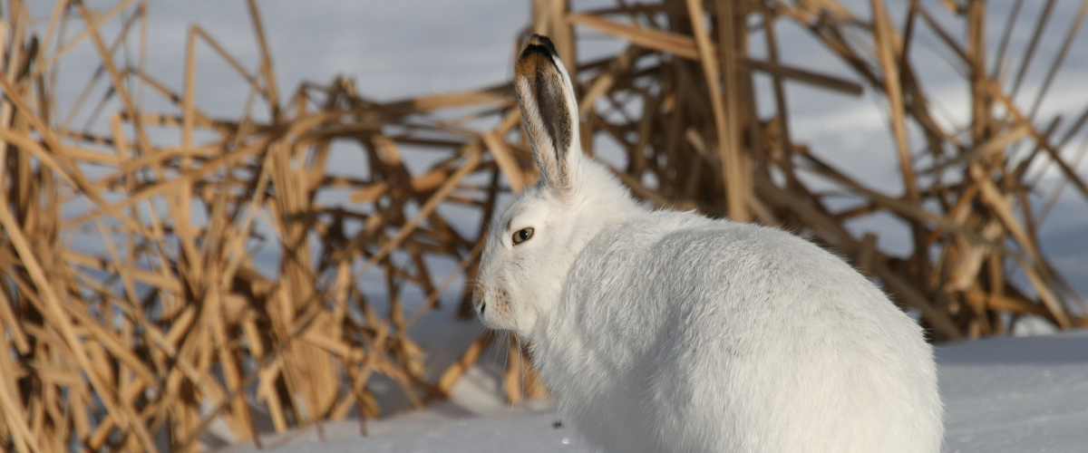 A jack rabbit with its winter coat, sitting in the snow