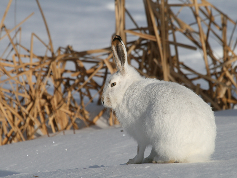 A jack rabbit with its winter coat, sitting in the snow