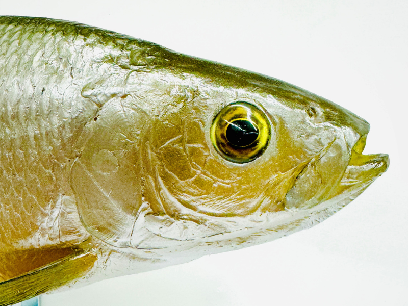 close up of a fish head