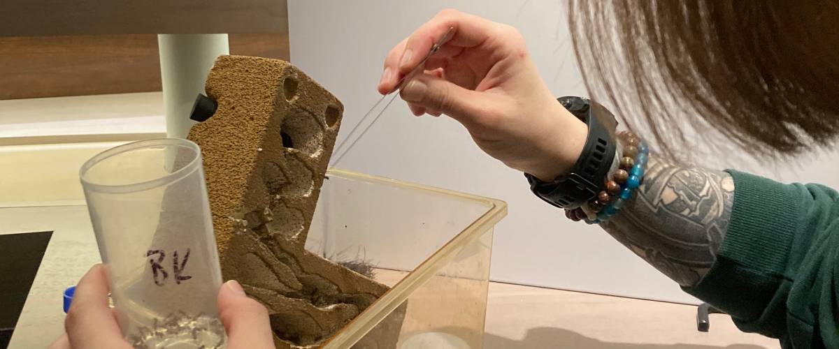 A Live Animals Team member uses tweezers to carefully move an ant.