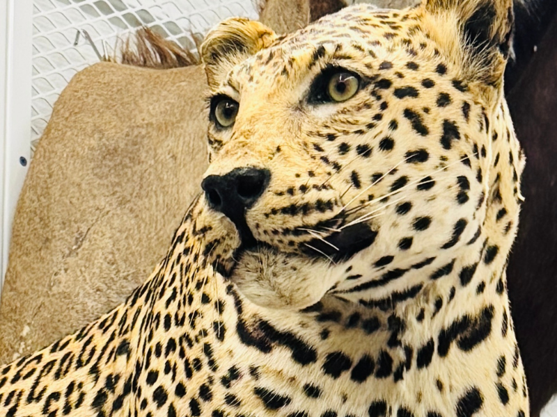close up photo of a taxidermied cheetah