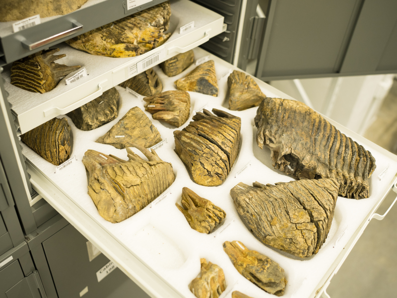 A cabinet at the Royal Alberta Museum is open with one of it's trays pulled out. The tray is full of various Ice Age bones and bone fragments.