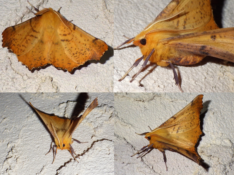 Maple Spanworm Moth (Ennomos magnaria) This moth is a golden-orange-brown colour with brown speckles and spots on it's wings. In the top left you see it from above with it's wings open. Top right is a close-up of it's face and torso. It has feathery antenna and large beady black eyes. Bottom left it faces the camera. Bottom right it faces left.