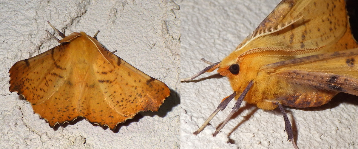 A Maple Spanworm Moth (Ennomos magnaria) Image on the left is the moth pictured from above. It's wings are open wide and they are golden, orange-brownish colour with brown speckles. Image on the right side is the moth pictured close-up looking to the left. You can see it has feathery antenna and large black bead-like eyes. 