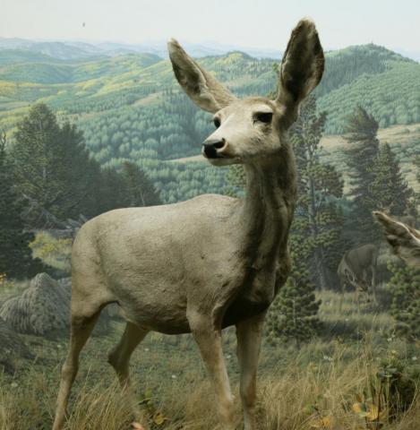 Mule deer