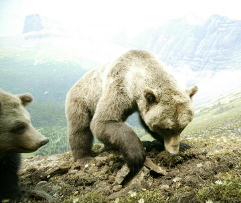 grizzly bears