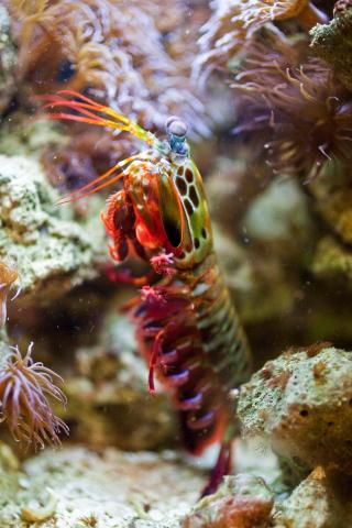 peacock mantis shrimp