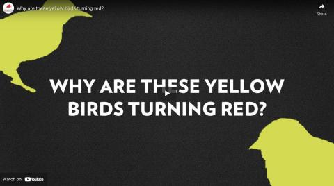 Why are these yellow birds turning red?