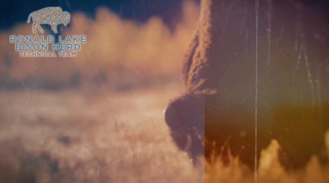 Bison video
