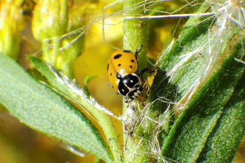 close up of a variegated lady beetle