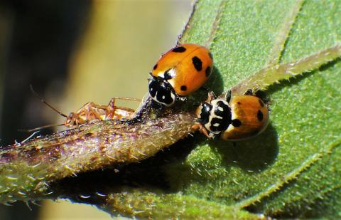 Close up of a variegated lady beetle