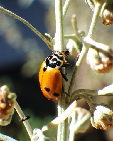 close up of a variegated lady beetle