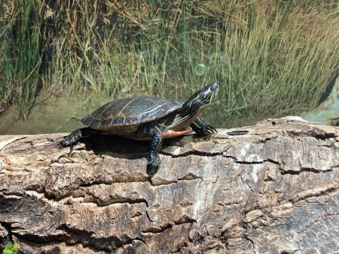A dark-brown coloured Western Painted Turtle sits basking on a log.