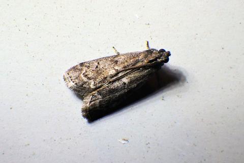 A brown moth, photographed from above.