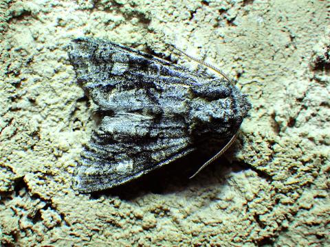 A grey grote's sallow moth sitting atop a pile of sand. The moth has long antennae and grey wings. 