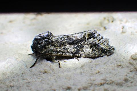 A grey grote's sallow moth, photographed from the side. The moth's wings point to the right, while it's tiny legs are visible underneath.