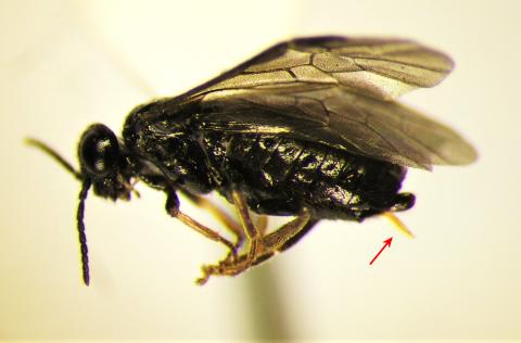 A side-view of a sawfly, close-up. The sawfly's ovipostor is visible poking out of it's body, and is indicated by a red arrow. 