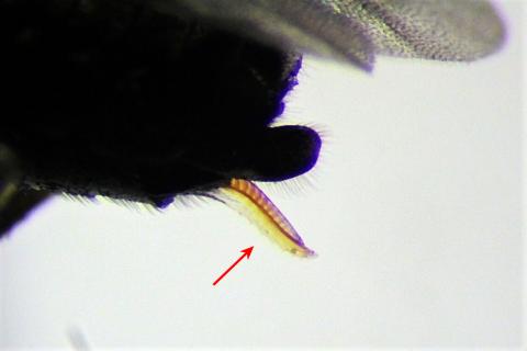 A zoomed-in view of a sawflie's ovipositor. The yellow ovipositor resembles a blade. It protrudes from the rear of the fly's body.