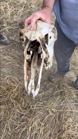 An animal skull