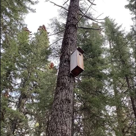 a nest box