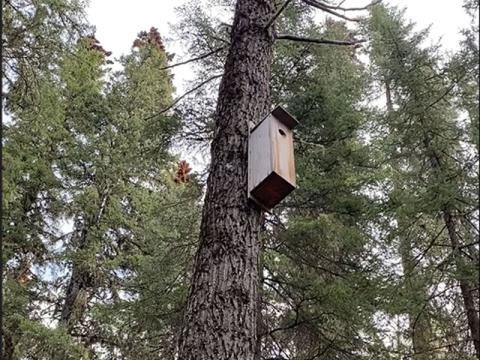 a nest box high in a tree