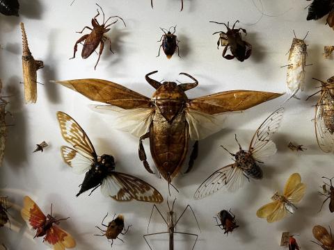 A collection of pinned insects arranged in a circular pattern. There many colourful insects various classes.