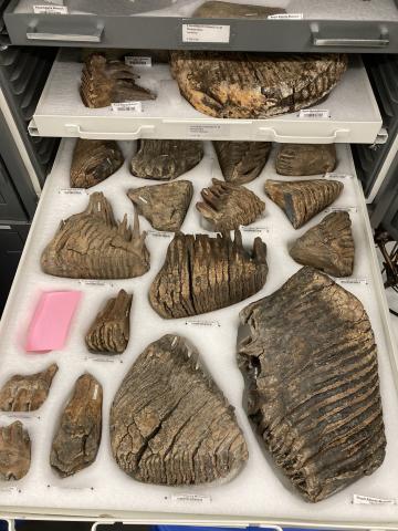 A cabinet drawer holding several mammoth tooth specimens