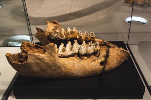 A fossil of a mastodon's lower jaw. The jaw holds four large, bumpy teeth