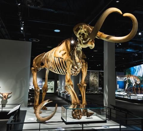 The yellow skeleton of a Columbian Mammoth stands in the Royal Alberta Museum Natural History Hall.