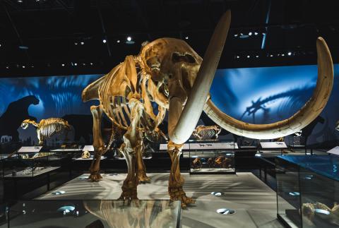 A photo of the mastodon skeleton cast on display in RAM's Natural History Hall. The cast resembles the shape of an elephant, with large tusks pointing toward the camera
