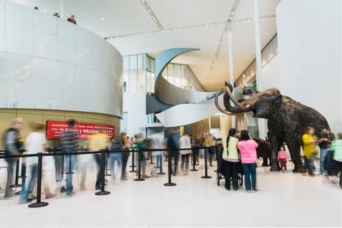 A time-lapse photo of the Royal Alberta Museum Lobby. The admission desk is on the left and the bronze mammoth sculptures are on the right. People move in blurs between the admssion desk and sculptures.