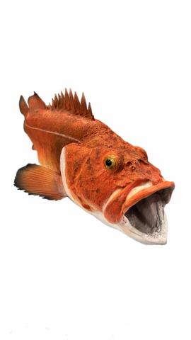 A bright orange taxidermied fish. The fish is looking out at the camera with it's mouth wide open.