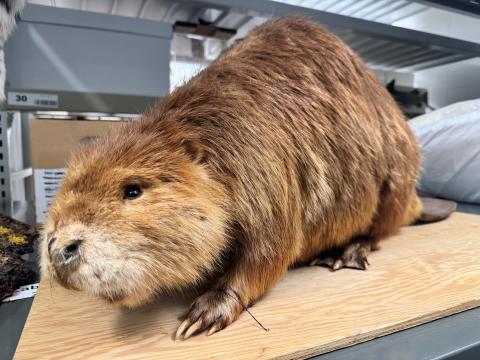 A taxidermied beaver looks out at the camera.