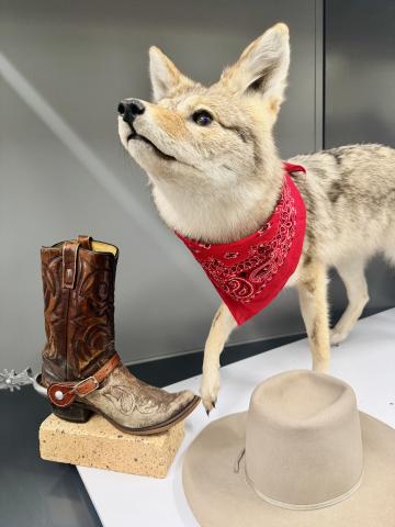 In the background is a taxidermied Coyote with a red bandana around it's neck. In the foreground is a cowboy boot and hat.