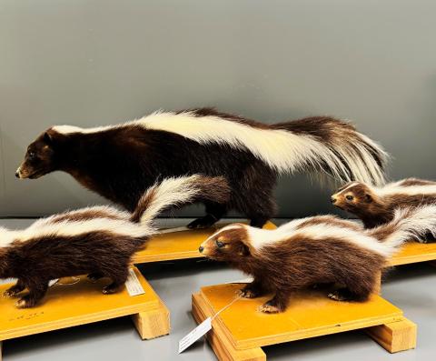 An image of four taxidermied skunks. One is a large adult and three are small juveniles.