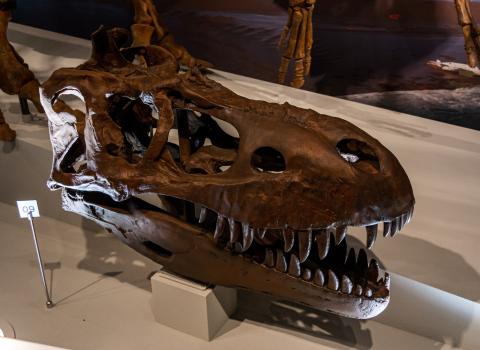 Albertosaurus skull