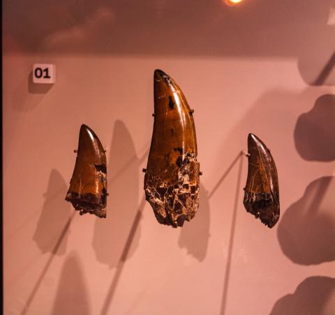 Albertosaurus teeth on display in the Natural History Hall of the Royal Alberta Museum